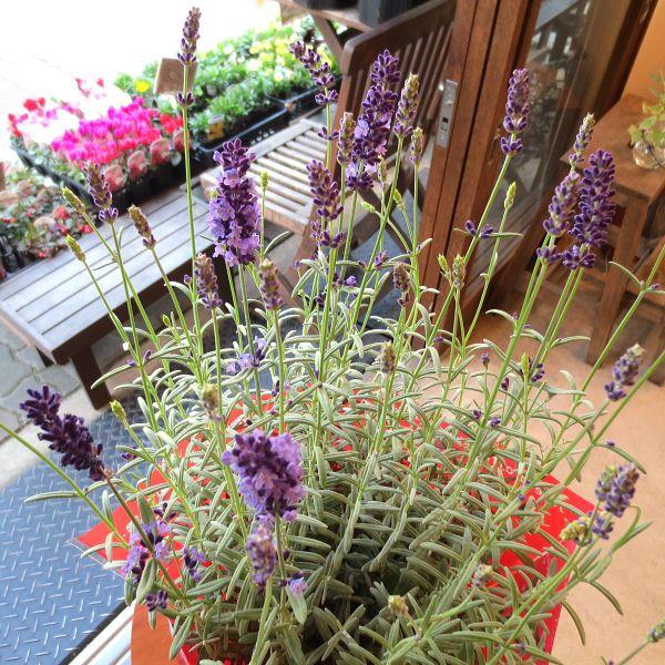 ラベンダー アロマティコ 5号鉢サイズ Aromatico 03 薫る花 通販 Yahoo ショッピング