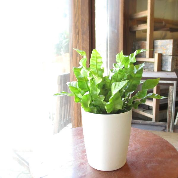 グリーンメタモル　フォーゼス　ウェーブカット２個 アスプレニウム エメラルドウェーブ タニワタリ 4号鉢サイズ 鉢植え