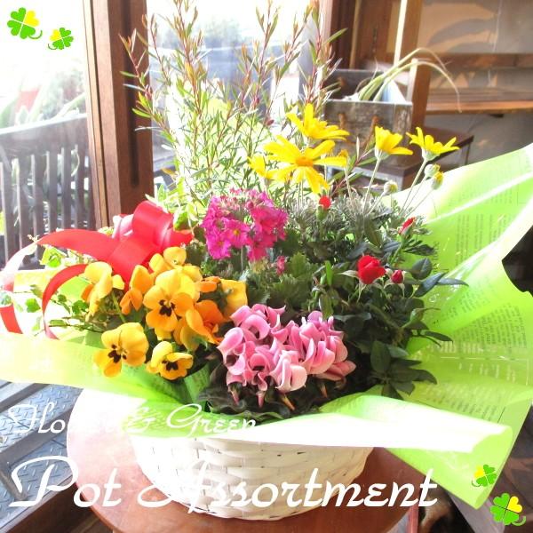 季節のおまかせ寄せ鉢 Lサイズ 花 フラワー 寄せ植え 寄せ鉢 アソート 花苗 鉢花 ガーデニング ベランダ 玄関 プレゼント ギフト お誕生日 開店祝い 引越し Buyee Buyee Japanese Proxy Service Buy From Japan Bot Online