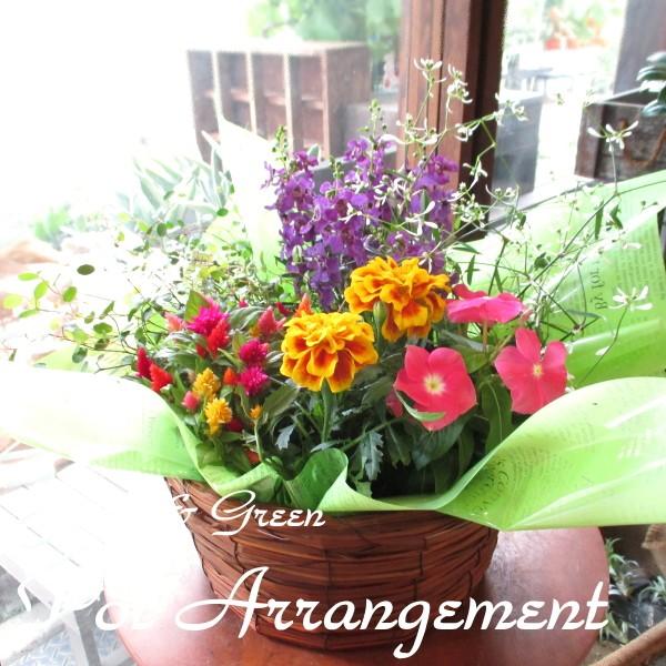 季節のおまかせポットアレンジメント 山草いぐさバスケット 寄せ鉢 花 フラワー 寄せ植え アソート ガーデニング ベランダ 玄関 プレゼント ギフト お誕生日 Assort 05 薫る花 通販 Yahoo ショッピング