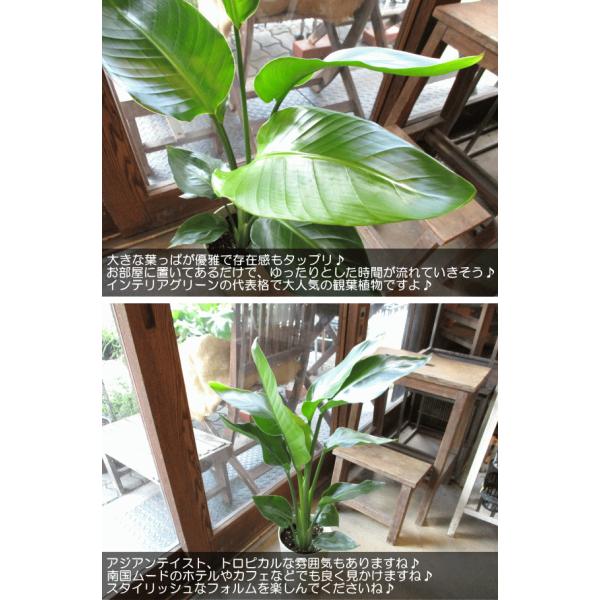 オーガスタ ストレリチア ニコライ 6号鉢サイズ 観葉植物 ミニ インテリアグリーン プレゼント ギフト 誕生日 記念日 開店祝い 引越し 新築 ストレチア Buyee Buyee Japanese Proxy Service Buy From Japan Bot Online