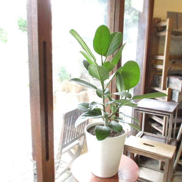 tBJX xKVX xKS 7TCY F ZA[g A zCg xKSmL xKS̖ xK O ϗtA