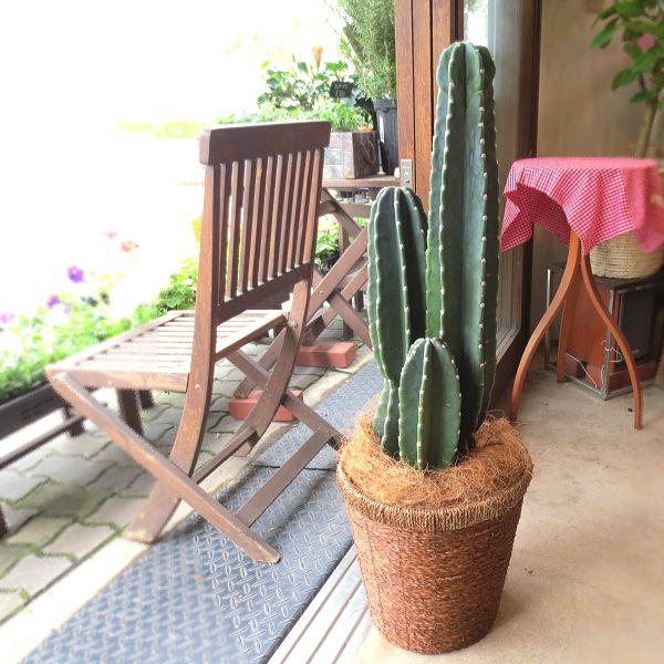 柱サボテン 8号鉢サイズ 鉢植え 観葉植物 ミニ インテリア 柱サボテン 8号鉢サイズ 鉢植え 観葉植物 ミニ インテリア