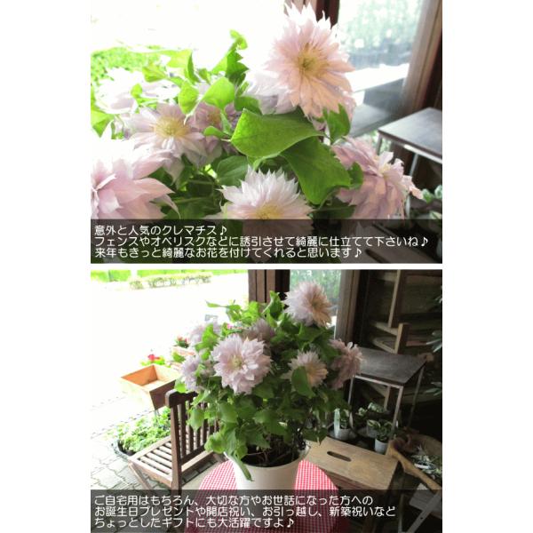 八重咲き クレマチス ベル オブ ウォーキング 6号鉢サイズ 鉢植え 薄い紫色 淡い紫 パープル 花 フラワー 鉢花 プレゼント ギフト テッセン 母の日特集 21年 Buyee Buyee Japanese Proxy Service Buy From Japan Bot Online