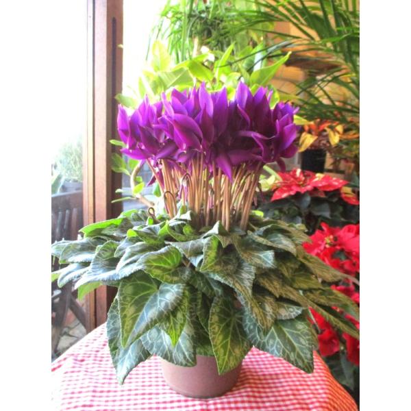 ブルー シクラメン 江戸ノ青 5号鉢サイズ 鉢植え 大栄花園 サントリー 江戸の青色 花 フラワー 鉢花 プレゼント お誕生日 お祝い お歳暮 御歳暮 クリスマス Buyee 日本代购平台 产品购物网站大全 Buyee一站式代购 Bot Online