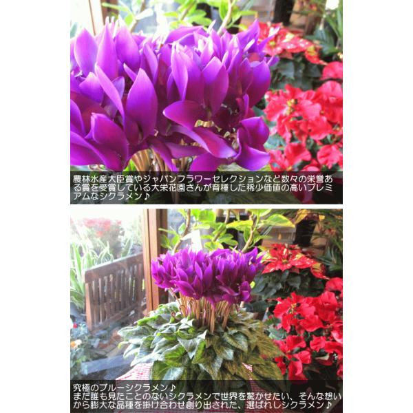 ブルー シクラメン 江戸ノ青 5号鉢サイズ 鉢植え 大栄花園 サントリー 江戸の青色 花 フラワー 鉢花 プレゼント お誕生日 お祝い お歳暮 御歳暮 クリスマス Buyee 日本代购平台 产品购物网站大全 Buyee一站式代购 Bot Online