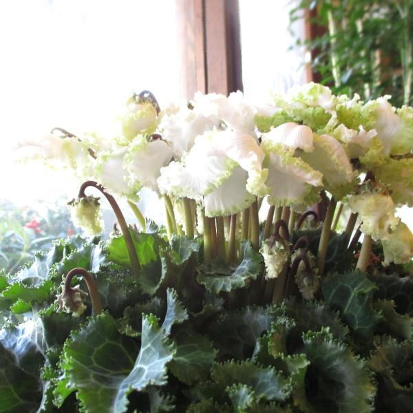 シクラメン アイスプリンセス 5号鉢サイズ 鉢植え 大栄花園 花 フラワー 鉢花 プレゼント ギフト お誕生日 開店祝い お祝い お歳暮 御歳暮 クリスマス Cyclamen 08 薫る花 通販 Yahoo ショッピング
