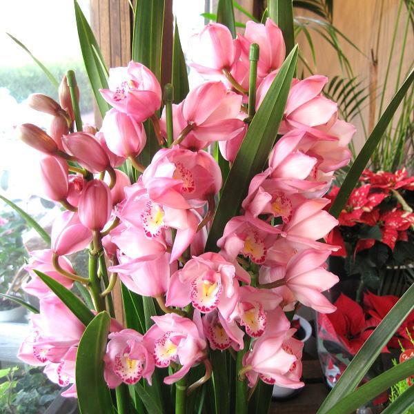 シンビジューム 5本立ち以上 鉢植え 洋蘭 洋ラン 送料無料 薫る花 シンビジウム シンピジューム シンピジウム フラワー 鉢花 花鉢 お歳暮 御歳暮 お誕生日 Cymbidium 05 薫る花 通販 Yahoo ショッピング