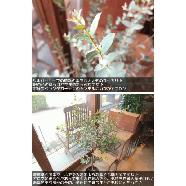 ユーカリグニー 6号鉢サイズ 観葉植物 ミニ プレゼント ギフト お誕生日 開店祝い 引越し祝い 庭木 シンボルツリー グニーユーカリ 苗 鉢植え Buyee Buyee Japanese Proxy Service Buy From Japan Bot Online