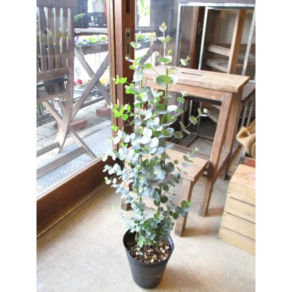 ユーカリ グニー 5号鉢サイズ 鉢植え グニーユーカリ ユーカリグニー 観葉植物 ミニ プレゼント ギフト お誕生日 開店祝い 引越し祝い 庭木 シンボルツリー 苗 Buyee 日本代购平台 产品购物网站大全 Buyee一站式代购 Bot Online