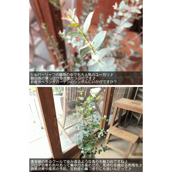 ユーカリ グニー 5号鉢サイズ 鉢植え グニーユーカリ ユーカリグニー 観葉植物 ミニ プレゼント ギフト お誕生日 開店祝い 引越し祝い 庭木 シンボルツリー 苗 Buyee Buyee Japanese Proxy Service Buy From Japan Bot Online