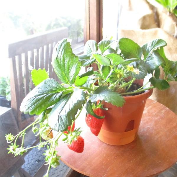 イチゴ いちご 苺 章姫 あきひめ 実付き 花芽付き 5号鉢サイズ 鉢植え 苗 アキヒメ 薫る花 観葉植物 おしゃれ インテリアグリーン 小型 ミニ 果樹 フルーツ Fruit 01 薫る花 通販 Yahoo ショッピング