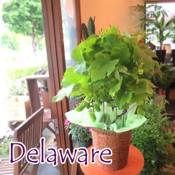 実付き ぶどうの木 デラウェア 6号鉢サイズ ブドウ 葡萄 鉢植え 送料無料 薫る花 庭木 シンボルツリー 果樹 フルーツ 鉢花 父の日特集 Grapevine 01 薫る花 通販 Yahoo ショッピング