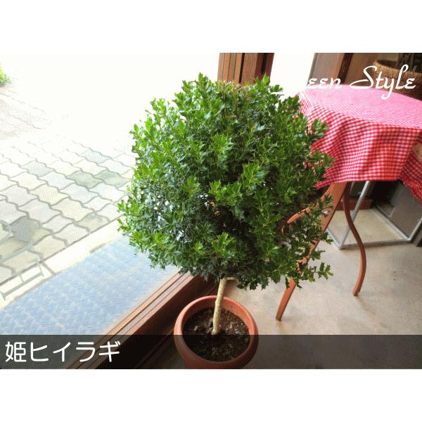 姫ヒイラギ トピアリー仕立て 7号鉢サイズ 観葉植物 ミニ プレゼント ギフト 贈り物 お誕生日 開店祝い 引越し 庭木 シンボルツリー ヒメヒイラギ 柊 ひいらぎ Buyee Buyee 日本の通販商品 オークションの代理入札 代理購入