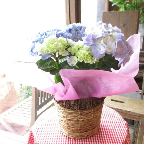 アジサイ スプラッシュ 5号鉢サイズ 鉢植え 大栄花園 水色 ブルー あじさい 紫陽花 薫る花 フラワー 鉢花 花鉢 母の日ギフト 母の日特集 22年 Hydrangea 11 薫る花 通販 Yahoo ショッピング