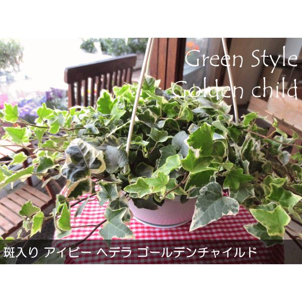斑入り アイビー ヘデラ ゴールデンチャイルド 6号吊鉢 鉢植え 蔓性 つる性 吊り下げ ぶら下げ 壁掛け 送料無料 薫る花 観葉植物 おしゃれ Buyee Buyee Japanese Proxy Service Buy From Japan Bot Online