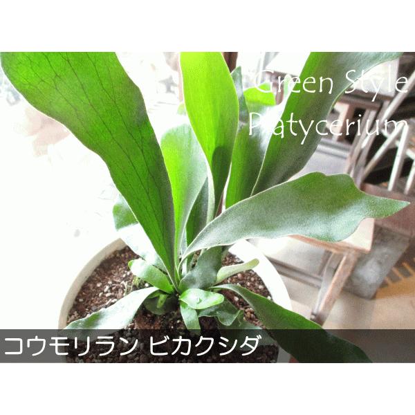 コウモリラン ビカクシダ 7号鉢サイズ 白色 セラアート鉢 鉢植え 蝙蝠蘭 鹿角羊歯 ホワイト 送料無料 薫る花 観葉植物 おしゃれ インテリアグリーン Buyee Buyee Japanischer Proxy Service Kaufen Sie Aus Japan