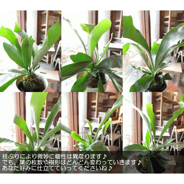 コウモリラン ビカクシダ 7号鉢サイズ 白色 セラアート鉢 鉢植え 蝙蝠蘭 鹿角羊歯 ホワイト 送料無料 薫る花 観葉植物 おしゃれ インテリアグリーン Buyee 日本代购平台 产品购物网站大全 Buyee一站式代购 Bot Online