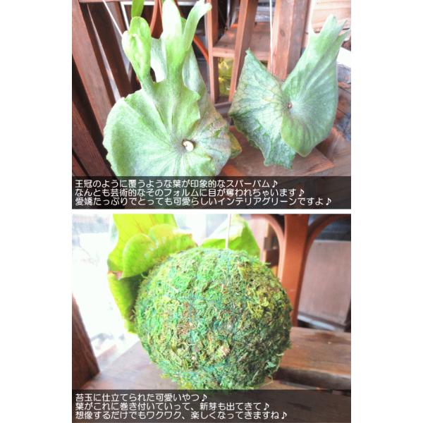 コウモリラン ビカクシダ スパーバム 苔玉仕立て Mサイズ ワイヤー吊り玉仕立て 蝙蝠蘭 鹿角シダ 送料無料 薫る花 観葉植物 吊り下げ ぶら下げ コケ玉 Buyee 日本代购平台 产品购物网站大全 Buyee一站式代购 Bot Online