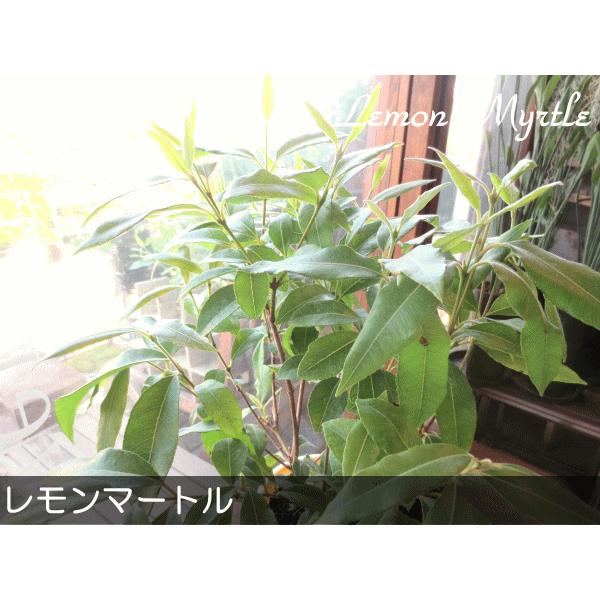 ハーブ レモンマートルの木 4号鉢サイズ 鉢植え ハーブティー アロマ効果 虫よけ 虫除け 庭木 シンボルツリー 観葉植物 ミニ 花苗 鉢花 インテリアグリーン Buyee Buyee 日本の通販商品 オークションの代理入札 代理購入