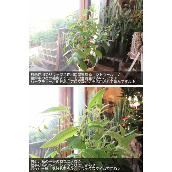 ハーブ レモンマートルの木 4号鉢サイズ 鉢植え ハーブティー アロマ効果 虫よけ 虫除け 庭木 シンボルツリー 観葉植物 ミニ 花苗 鉢花 インテリアグリーン Buyee Buyee Japanese Proxy Service Buy From Japan Bot Online