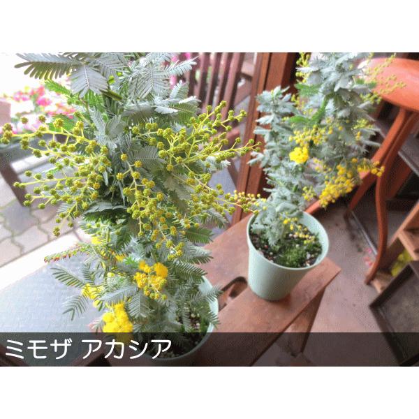 ミモザアカシア 銀葉アカシア 4号鉢サイズ 鉢植え 苗木 送料無料 薫る花 庭木 シンボルツリー 常緑樹 小型 ミニ ギンヨウアカシア ミモザの日 観葉植物 おしゃれ Buyee Buyee 日本の通販商品 オークションの代理入札 代理購入