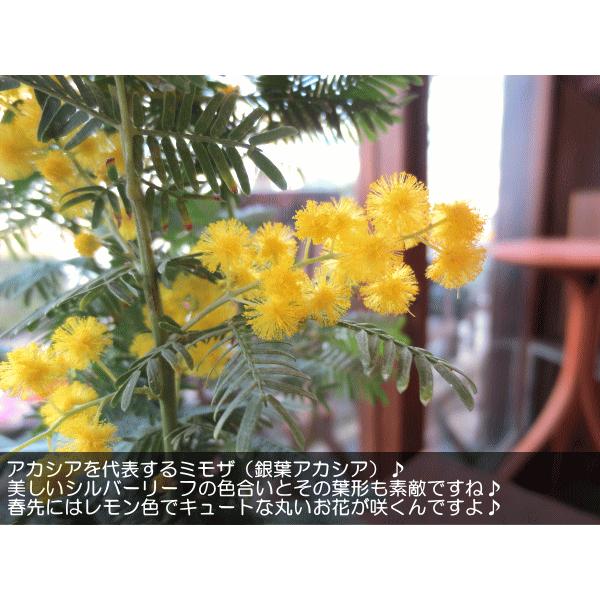 ミモザアカシア 銀葉アカシア 4号鉢サイズ 鉢植え 苗木 送料無料 薫る花 庭木 シンボルツリー 常緑樹 小型 ミニ ギンヨウアカシア ミモザの日 観葉植物 おしゃれ Buyee 日本代购平台 产品购物网站大全 Buyee一站式代购 Bot Online