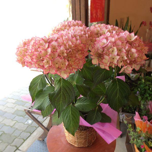 アジサイ 未来 5号鉢サイズ 鉢植え 花 フラワー 鉢花 プレゼント ギフト 贈り物 紫陽花 あじさい ハイドランジア 母の日ギフト 母の日特集 22年 Mirai6 01 薫る花 通販 Yahoo ショッピング