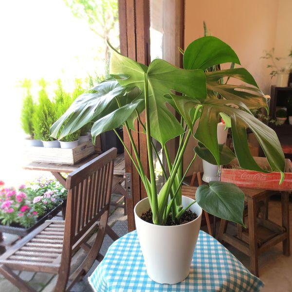 モンステラ(デリシオーサ)6号鉢サイズ 観葉植物 ミニ モンステラ(デリシオーサ)6号鉢サイズ 観葉植物 ミニ