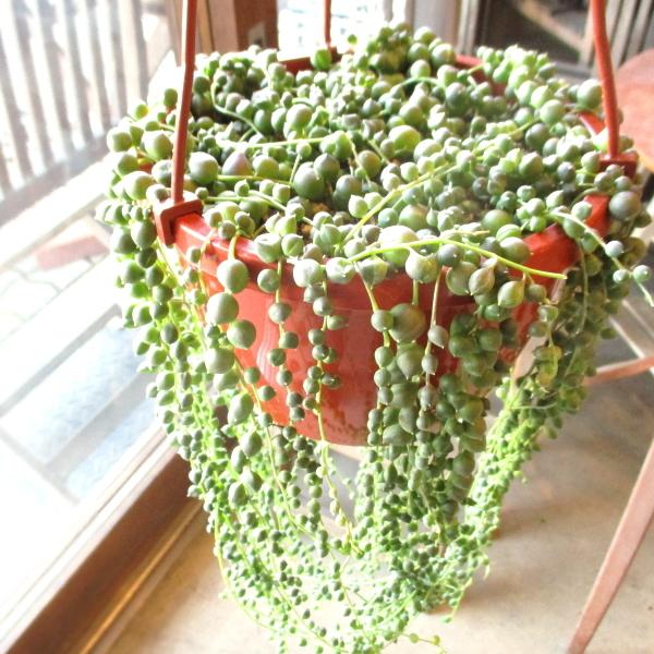 グリーン ネックレス おしゃれ Diy 工具の人気商品 通販 価格比較 価格 Com