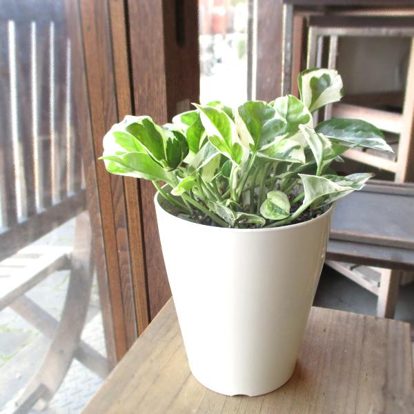 S トールスクエア 陶器鉢 おしゃれ 植木鉢 ユニークなホワイト鉢の観葉植物 (2色)＜ 穴あり 8号 25cm その他観葉植物