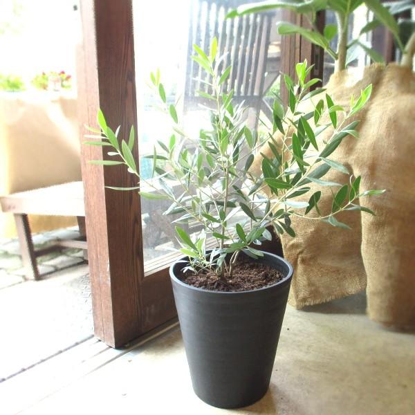 オリーブの木 2品種植え 7号鉢サイズ 黒色 セラアート鉢 オリーブの木 2品種植え 7号鉢サイズ 黒色 セラアート鉢