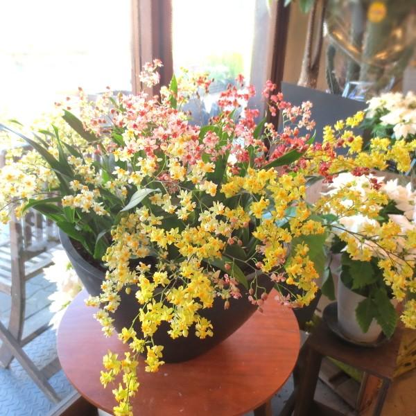 香るオンシジューム トゥインクル ミックス 5株の寄せ植え 花 フラワー プレゼント ギフト お誕生日 開店祝い 引越し 新築 お歳暮 蘭 洋ラン オンシジウム Buyee 日本代购平台 产品购物网站大全 Buyee一站式代购 Bot Online