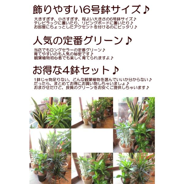 4鉢セット おためし観葉植物おまかせ6号鉢サイズ 鉢植え ミニ インテリアグリーン プレゼント 誕生日 開店祝い お試し 福袋 幸福の木 パキラ モンステラ Buyee Buyee Japanese Proxy Service Buy From Japan Bot Online