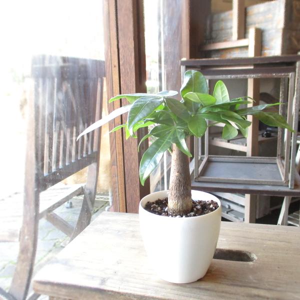 パキラ ねじり仕立て 8号鉢サイズ 観葉植物 ミニ インテリア プレゼント ギフト 誕生日 結婚記念日 開店祝い 引越し祝い Pachira 08 薫る花 通販 Yahoo ショッピング