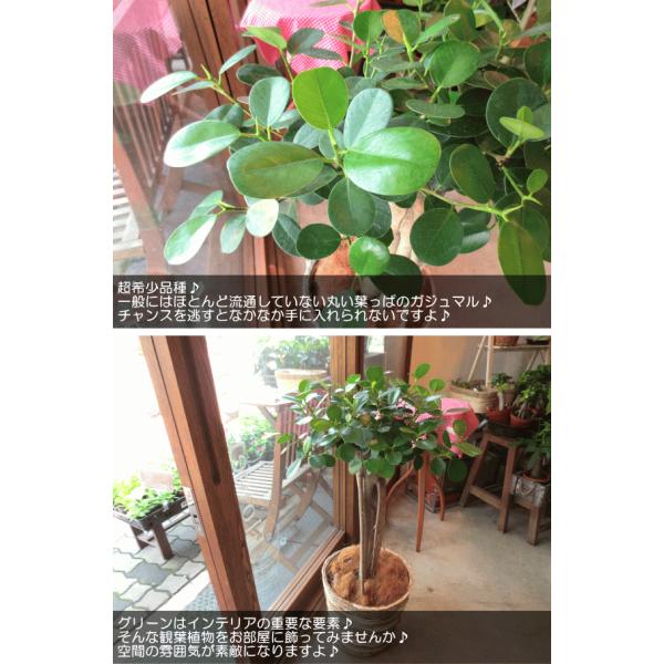 パンダガジュマル 8号鉢サイズ 観葉植物 ミニ インテリア プレゼント ギフト 誕生日 開店祝い 引越し祝い Buyee Buyee 日本の通販商品 オークションの代理入札 代理購入