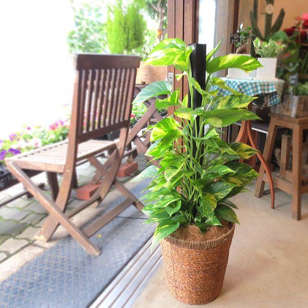 ポトス 斑入り ヘゴ仕立て7号鉢サイズ 観葉植物 ミニ インテリアグリーン プレゼント ギフト 誕生日 開店祝い 引越し祝い オウゴンカズラ Pothos 01 薫る花 通販 Yahoo ショッピング