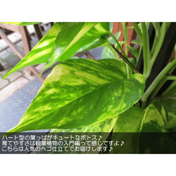 ポトス 斑入り ヘゴ仕立て7号鉢サイズ 観葉植物 ミニ インテリアグリーン プレゼント ギフト 誕生日 開店祝い 引越し祝い オウゴンカズラ Buyee Buyee Japanese Proxy Service Buy From Japan Bot Online