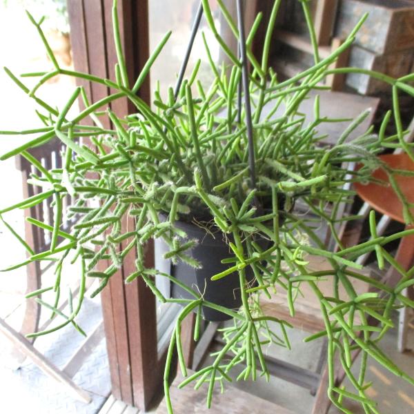リプサリス ヘテロクラダ 4号 吊り鉢 鉢植え サボテン 吊り下げ