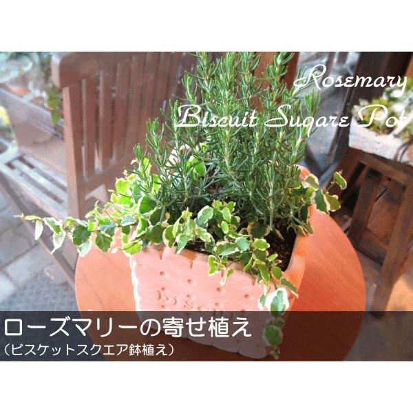 ローズマリーの寄せ植え ビスケットスクエア鉢植え 鉢花 花苗 フラワー プレゼント ギフト 贈り物 お誕生日 ガーデニング ハーブ 開店祝い 引越し 新築 Buyee 日本代购平台 产品购物网站大全 Buyee一站式代购 Bot Online