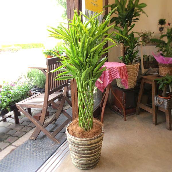 ミリオンバンブー ドラセナ サンデリアーナ 8号鉢サイズ 鉢植え 送料無料 薫る花 観葉植物 おしゃれ インテリアグリーン 大型 中型 プレゼント 開店祝い Buyee Buyee 提供一站式最全面最專業現地yahoo Japan拍賣代bid代拍代購服務 Bot Online