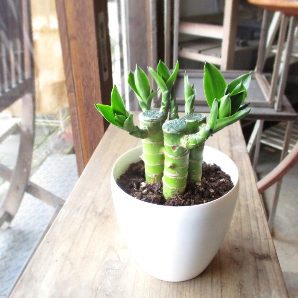 幸福を運んでくれる観葉植物として大人気のミリオンバンブー♪開運竹、富貴竹、ラッキーバンブー、幸運の竹などとも呼ばれ、新築祝いや開店祝いなど新しいことを始める際の贈り物に喜ばれてます♪小ぶりに仕立てられた樹形がとってもキュートです♪テーブルの...
