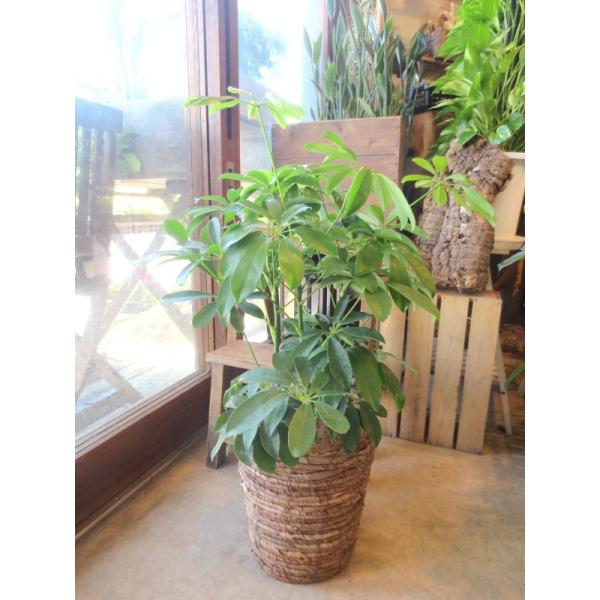 シェフレラ ホンコンカポック 6号鉢サイズ 鉢植え 観葉植物 ミニ インテリアグリーン プレゼント ギフト お誕生日 記念日 開店祝い 引越し祝い 香港カポック Buyee Buyee Japanese Proxy Service Buy From Japan Bot Online