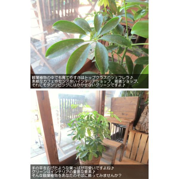 シェフレラ ホンコンカポック 6号鉢サイズ 鉢植え 観葉植物 ミニ インテリアグリーン プレゼント ギフト お誕生日 記念日 開店祝い 引越し祝い 香港カポック Buyee Buyee Japanese Proxy Service Buy From Japan Bot Online