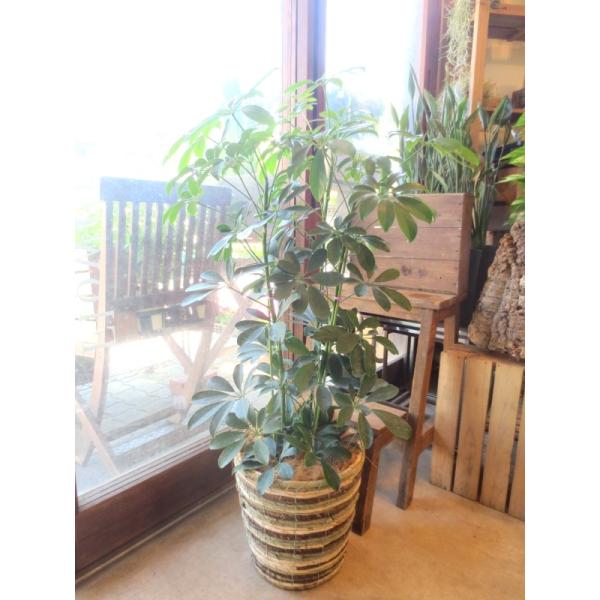 シェフレラ ホンコンカポック 7号鉢サイズ 鉢植え 観葉植物 ミニ インテリアグリーン プレゼント ギフト お誕生日 記念日 開店祝い 引越し祝い 香港カポック Buyee Buyee Japanese Proxy Service Buy From Japan Bot Online