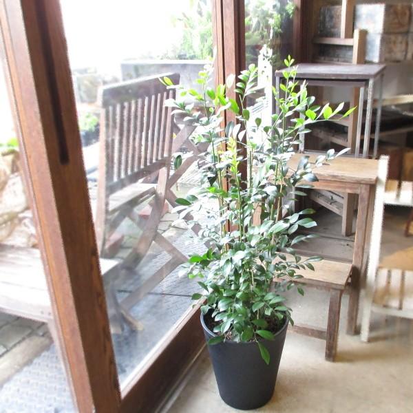 ジャスミン 鉢植えの人気商品 通販 価格比較 価格 Com