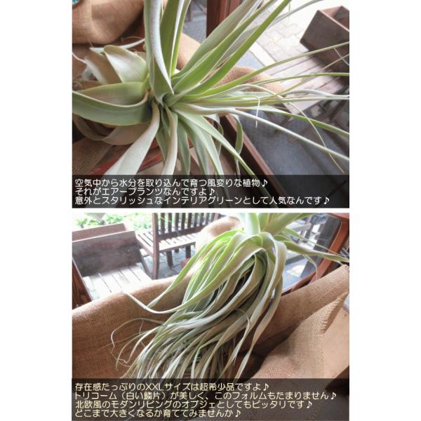 エアープランツ ストラミネア Xlサイズ エアプランツ プレゼント ギフト 贈り物 お誕生日 チランジア インテリアグリーン 観葉植物 種類 容器 壁掛け Buyee Buyee Japanese Proxy Service Buy From Japan Bot Online