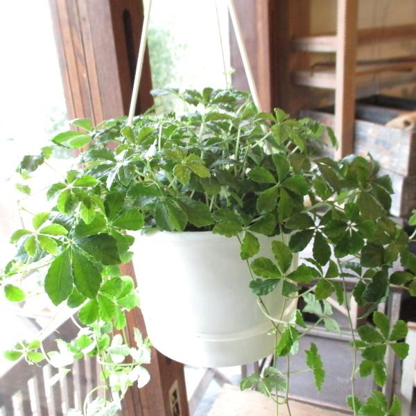 吊り鉢 花 観葉植物の人気商品 通販 価格比較 価格 Com