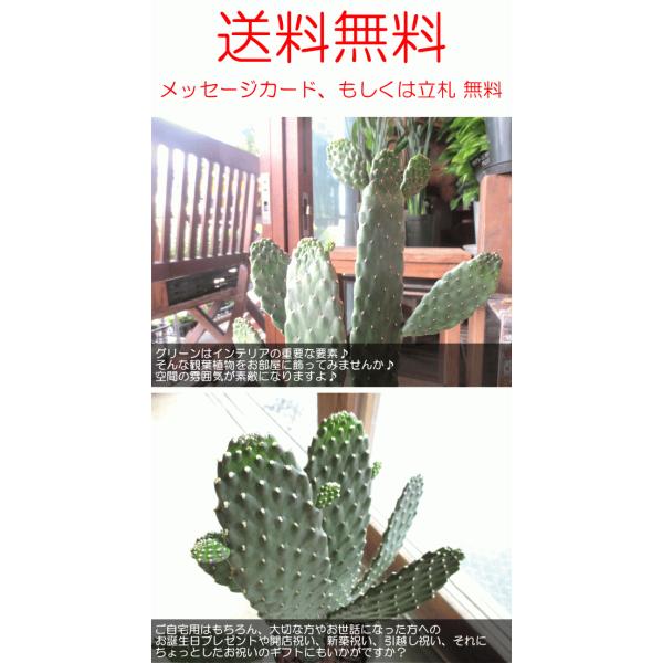 サボテン 墨烏帽子 スミエボシ 2本立ち 6号鉢サイズ 鉢植え 観葉植物 ミニ インテリアグリーン プレゼント ギフト 開店祝い バンザイサボテン ウチワサボテン Buyee Buyee 提供一站式最全面最專業現地yahoo Japan拍賣代bid代拍代購服務 Bot Online