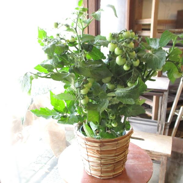 実付き ミニトマト 5号鉢サイズ 鉢植え 薫る花 ほれほれトマト とまと 野菜 果樹 フルーツ 鉢花 ベランダ ガーデン ガーデニング 父の日特集 Tomato 01 薫る花 通販 Yahoo ショッピング